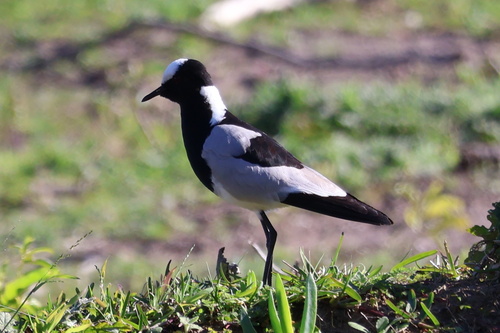 iNaturalist: (c) Gerhard Lemmer, some rights reserved (CC BY-NC), uploaded by Gerhard Lemmer iNaturalist image
