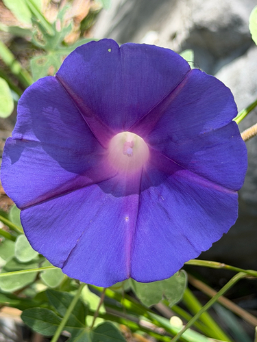 Ipomoea pubescens