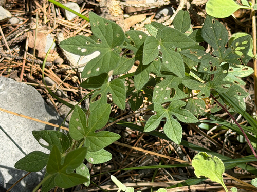 Ipomoea pubescens, photograph 3