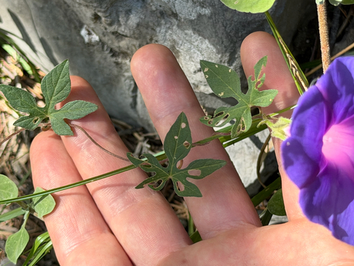 Ipomoea pubescens, photograph 2