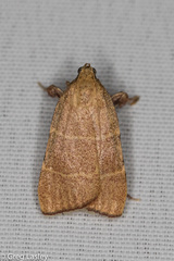 Parachma ochracealis