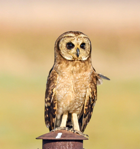iNaturalist image