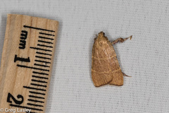 Parachma ochracealis