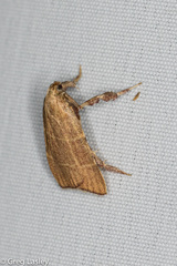 Parachma ochracealis