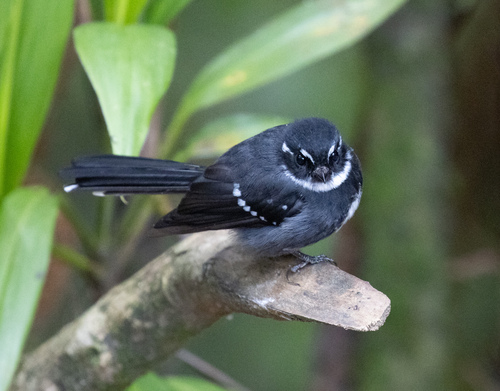 Rhipidura albolimbata, 2026-06-14