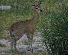Oreotragus oreotragus transvaalensis