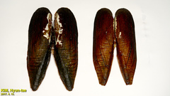 Lanceolaria acrorrhyncha