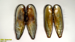 Lanceolaria acrorrhyncha