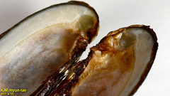 Lanceolaria acrorrhyncha