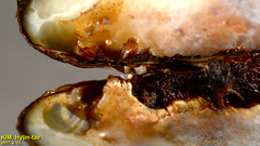 Lanceolaria acrorrhyncha
