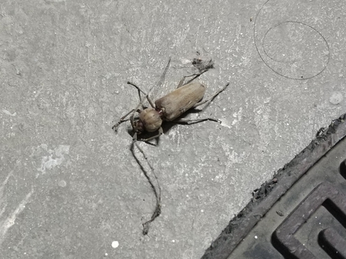 Hesperophanes sericeus