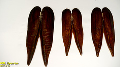 Lanceolaria