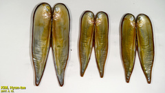 Lanceolaria