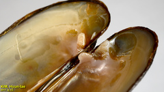 Lanceolaria