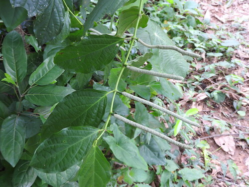 Piper hispidum, photograph 1