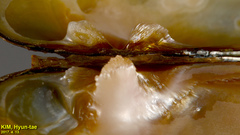 Lanceolaria