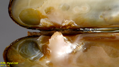 Lanceolaria