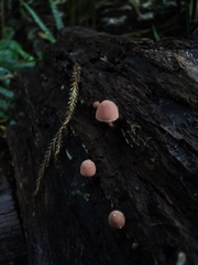 Mycena parsonsii