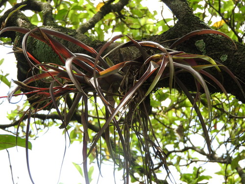 Tillandsia flabellata, photograph 5
