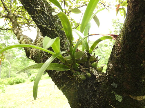 Encyclia cordigera, photograph 4
