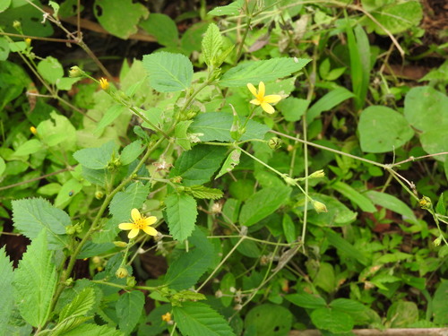Baltimora recta, photograph 4