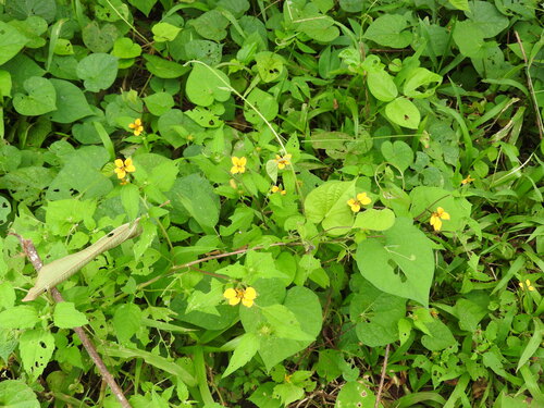 Sclerocarpus divaricatus, photograph 6