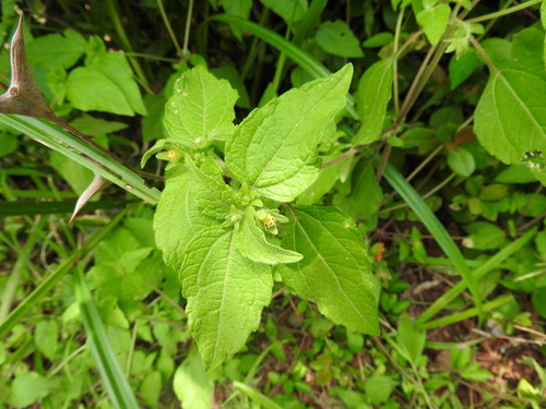 Eleutheranthera ruderalis