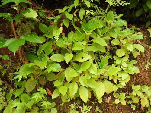 Chrysothemis panamensis