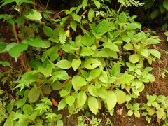 Chrysothemis panamensis