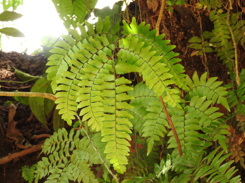 Adiantum latifolium, photograph 5