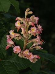 Aesculus × carnea