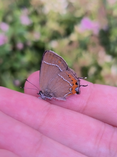 Satyrium prunoides