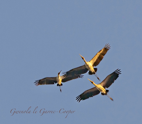 iNaturalist image