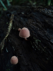Mycena parsonsii