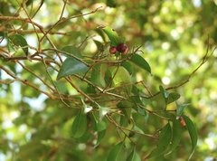 Syzygium hancei