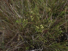 Galium porrigens porrigens