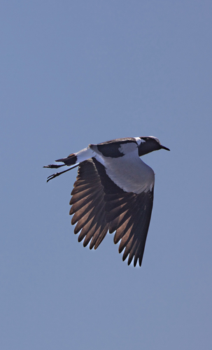 iNaturalist image