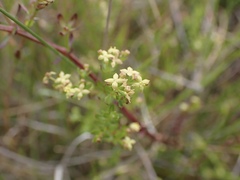 Galium porrigens porrigens