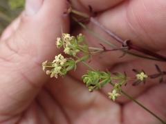 Galium porrigens porrigens