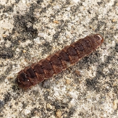 Eupsilia vinulenta