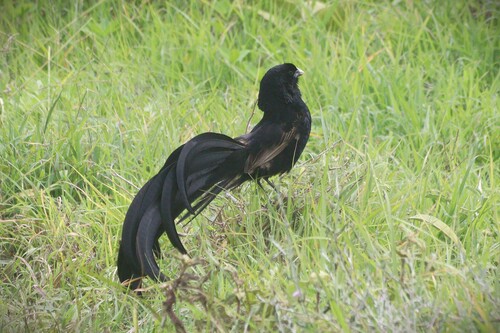 Jackson's Widowbird (Euplectes jacksoni), photo 3