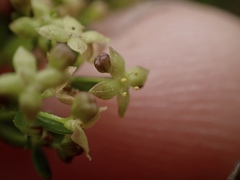 Galium porrigens porrigens