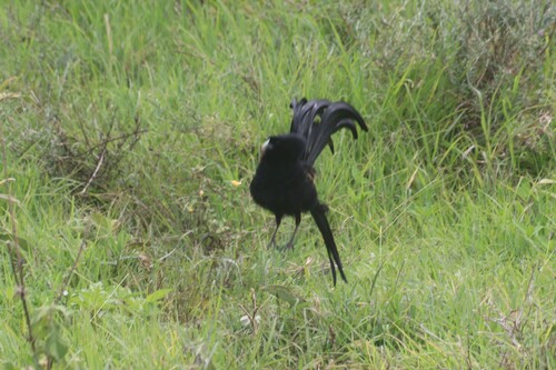 Jackson's Widowbird (Euplectes jacksoni), photo 4