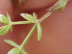 Galium porrigens porrigens