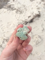 Pseudospongosorites suberitoides