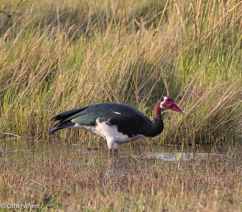 iNaturalist image