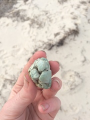 Pseudospongosorites suberitoides