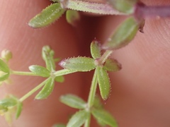 Galium porrigens porrigens