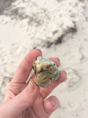 Pseudospongosorites suberitoides