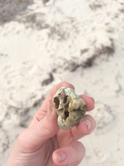 Pseudospongosorites suberitoides